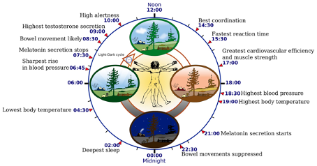 Đồng hồ sinh học là gì và hoạt động như thế nào?